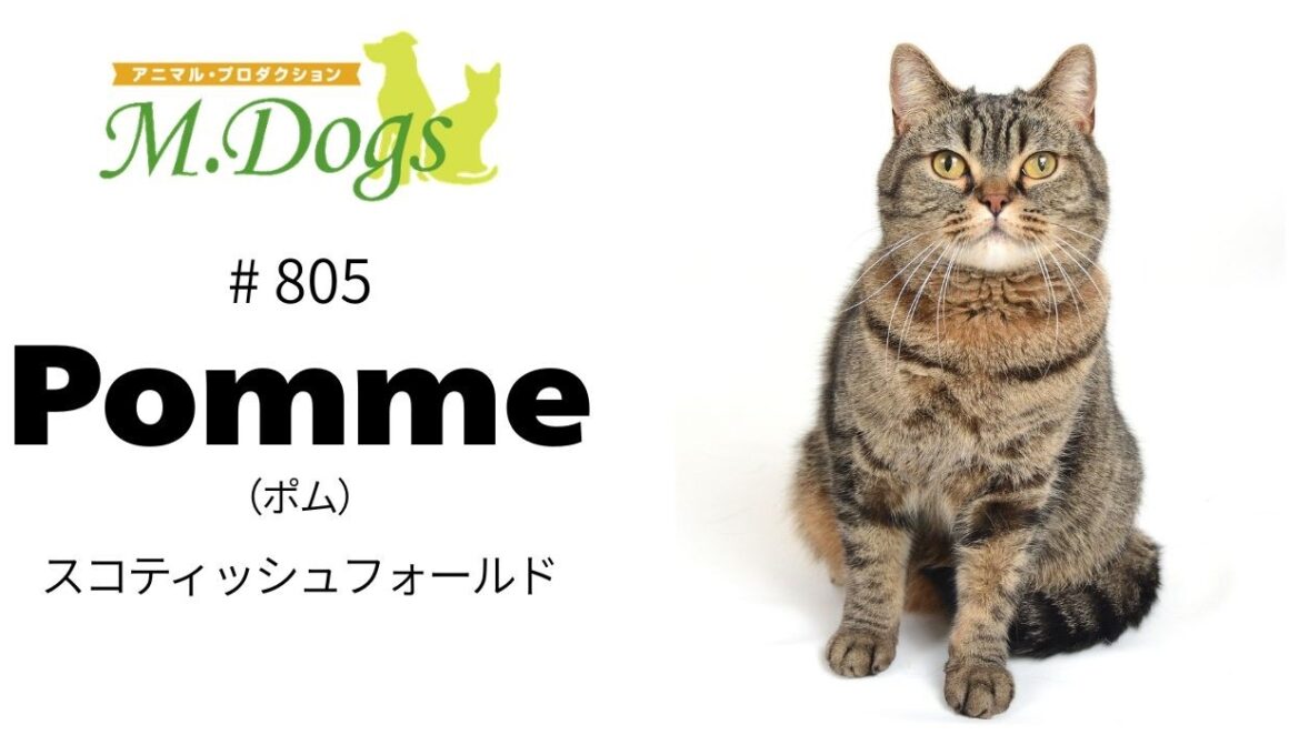 ペットモデル #805 スコティッシュフォールド「Pomme(ポム)」