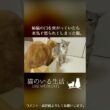 失礼な態度に激怒？姉猫の口の匂いを臭がった猫の末路。