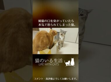 失礼な態度に激怒？姉猫の口の匂いを臭がった猫の末路。