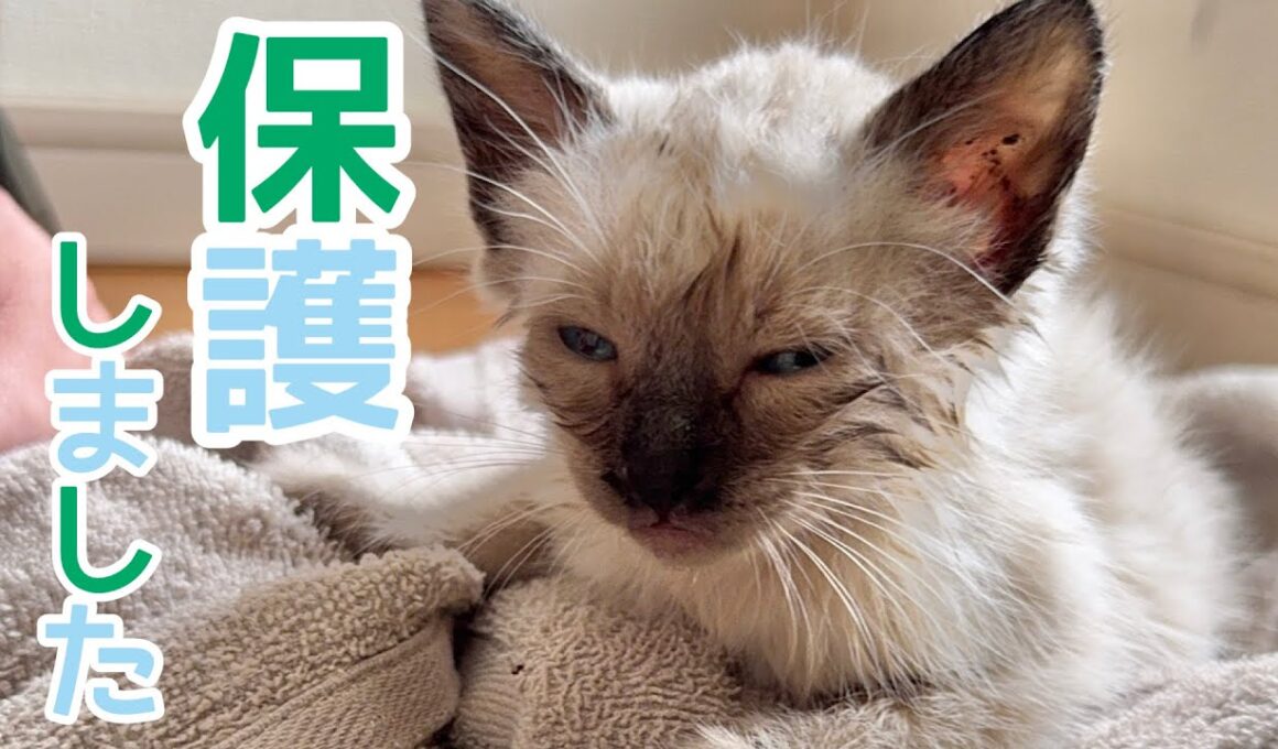 子猫を保護しました【前編】