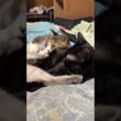 シャム雫、黒猫くーに寄り添われて、身動きが取れない三毛猫ミックス。お気に入り場所で眠るシャムのパンダ