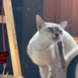 シャム雫「暑い」