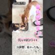 何故か変な音声が入ってしまいます。仲良くなってきた兄と妹の芽依 #ネコ #保護猫 #ねこ #野良猫