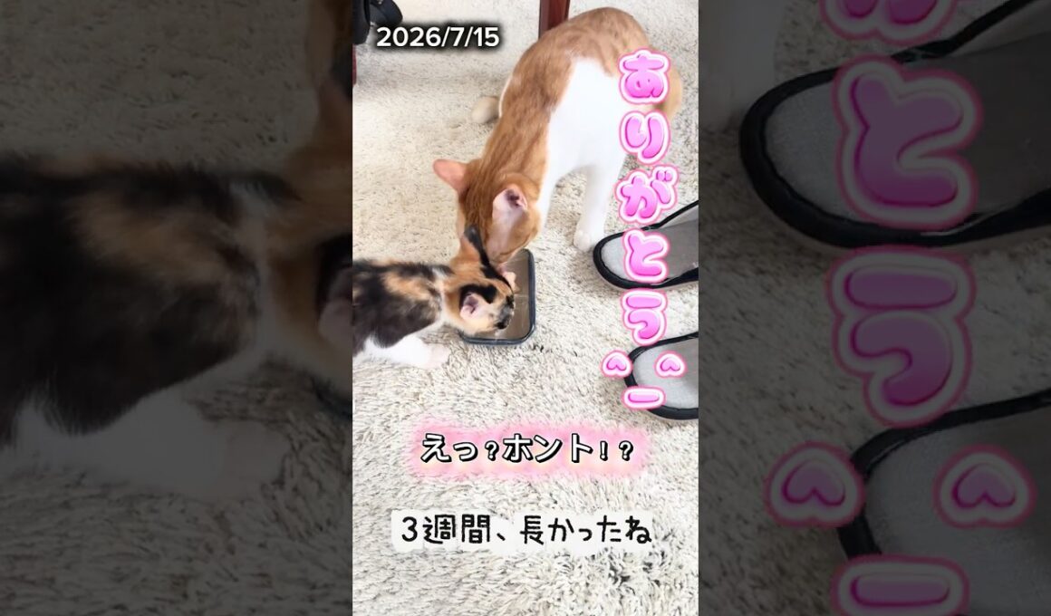 何故か変な音声が入ってしまいます。仲良くなってきた兄と妹の芽依 #ネコ #保護猫 #ねこ #野良猫