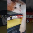 ニャンて日だ！😺猫と過ごす日常✨️