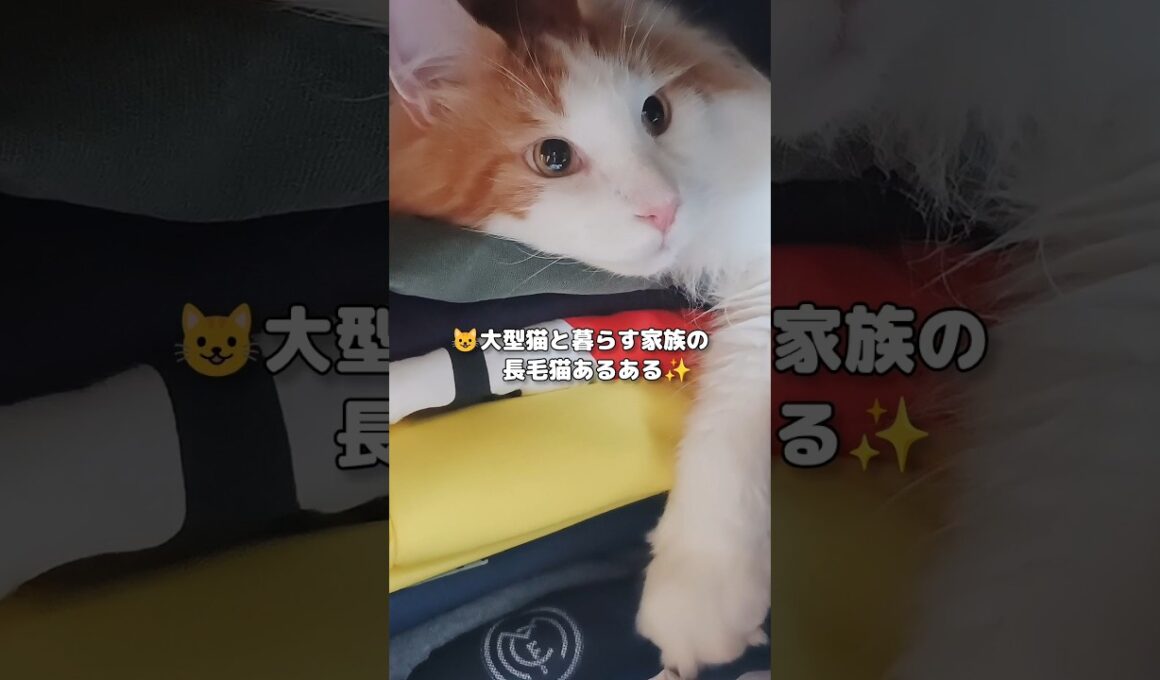 ニャンて日だ！😺猫と過ごす日常✨️