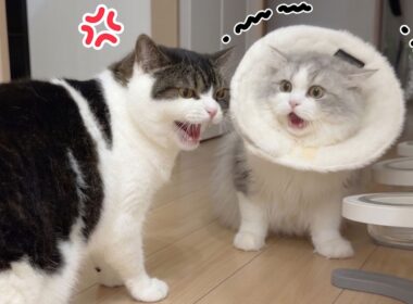 変わり果てた子猫の姿に兄猫がマジギレしちゃいました…