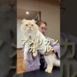 アメリカンカールの審査！すごい！🩷🩷🩷#キャットショー