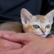 この小さな子猫の本性がわかりました