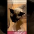 「早くご飯にして下さいにゃ！」とかわいく見てくるたぬき猫なのにゃ♪#cat #トンキニーズ#たぬき猫#tonkinese