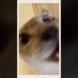 帰宅したら、大喜びでジャンプ抱っこする甘えん坊猫🥹🐾
