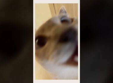 帰宅したら、大喜びでジャンプ抱っこする甘えん坊猫🥹🐾