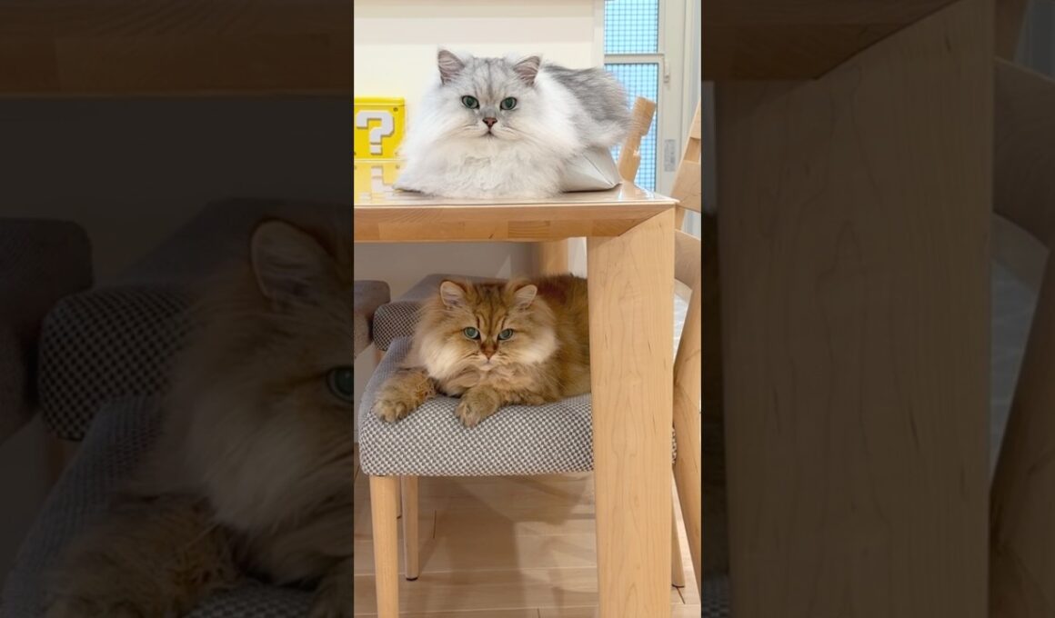 2段でシンクロする猫兄妹 【サイベリアン】 #Shorts