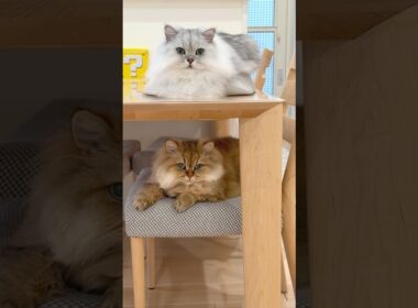 2段でシンクロする猫兄妹 【サイベリアン】 #Shorts