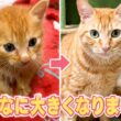 九州豪雨の日に保護した茶トラ子猫が6歳になりました！