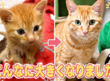 九州豪雨の日に保護した茶トラ子猫が6歳になりました！