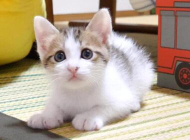 子猫に「遊んであげてるのはこっちだよ」と言われた気がして我に返る【赤ちゃん猫　保護猫】