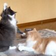 【ビビり⁉︎】怖いお兄ちゃんを挑発してしまう末っ子wwwノルウェージャンフォレストキャットとターキッシュアンゴラ