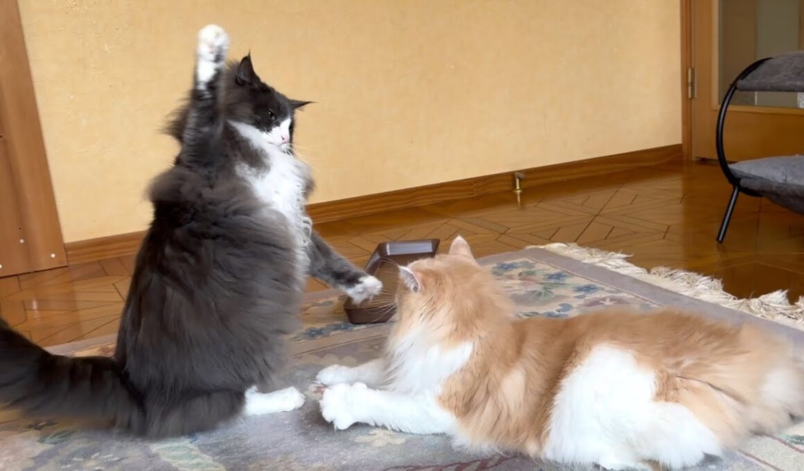 【ビビり⁉︎】怖いお兄ちゃんを挑発してしまう末っ子wwwノルウェージャンフォレストキャットとターキッシュアンゴラ