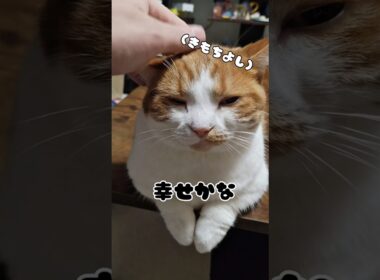 【マンチカン】うちにはこんな短足猫がいます　 #猫 #youtubeshorts #猫のいる暮らし