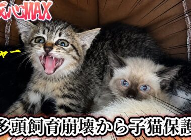 【多頭飼育崩壊】ゴミ屋敷から人間を怖がる子猫4匹を保護しました