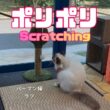 バーマン猫ラフ【ポリポリ】Scratching（バーマン猫）Birman/Cat