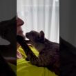【パパが好き過ぎる猫】❤️#甘噛み 注意⚠️ 前足をゆっくり伸ばして顔に触るのかわいい🩷どんだけ好きなんだか🤣#egyptianmaucat #パパと猫 #エジプシャンマウ #shorts