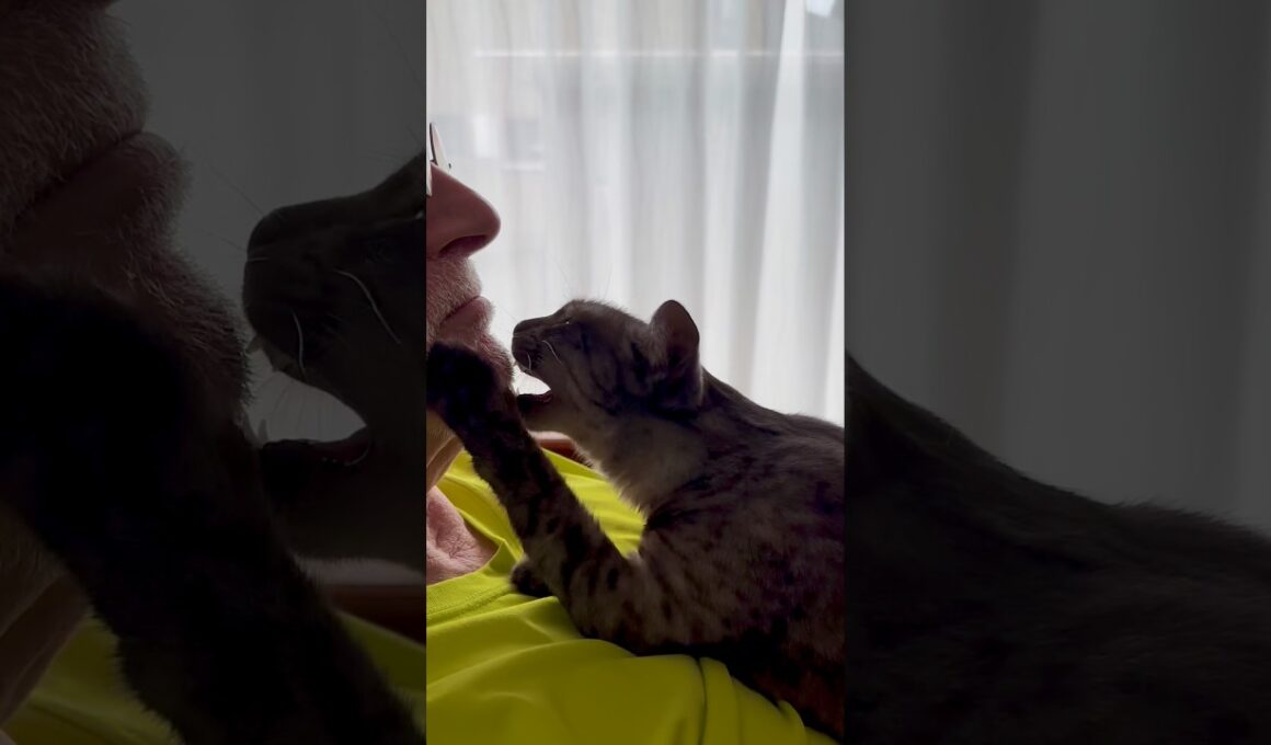 【パパが好き過ぎる猫】❤️#甘噛み 注意⚠️ 前足をゆっくり伸ばして顔に触るのかわいい🩷どんだけ好きなんだか🤣#egyptianmaucat #パパと猫 #エジプシャンマウ #shorts