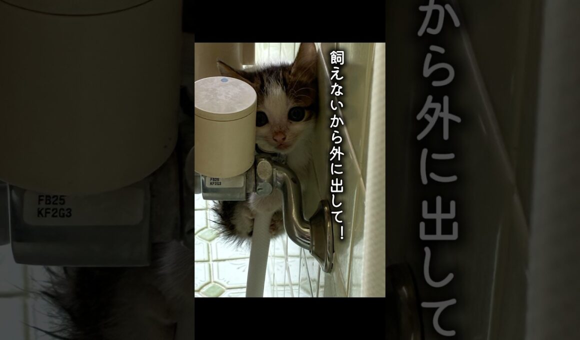 実家の風呂場にネコちゃんが！？？　#子猫