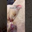 爆睡してるマンチカンに近づいてみたら得体の知れないものをチュパチュパしているのかとびっくり #マンチカン #白猫 #猫 #shorts