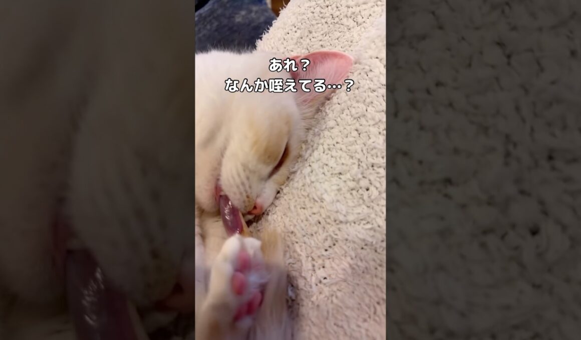 爆睡してるマンチカンに近づいてみたら得体の知れないものをチュパチュパしているのかとびっくり #マンチカン #白猫 #猫 #shorts