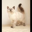 セルカークレックス子猫　Selkirk Rex　2025.12.16産まれ　　ブルーポイント　巻き毛　女の子　シーダキャット猫のお店