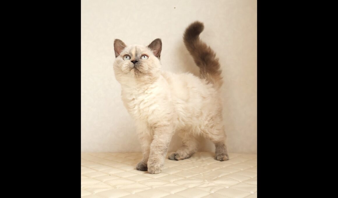 セルカークレックス子猫　Selkirk Rex　2025.12.16産まれ　　ブルーポイント　巻き毛　女の子　シーダキャット猫のお店