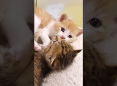やんちゃなお兄ちゃん子猫【赤ちゃん猫　保護猫】 #好きな子猫 #kitten #gatto #子ネコ #cat #meow #エウレカねこ部 #保護猫 #kitty