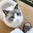甘えん坊ラグドールに胸キュンが止まらない…❤︎可愛すぎる構ってアピールがこちらです