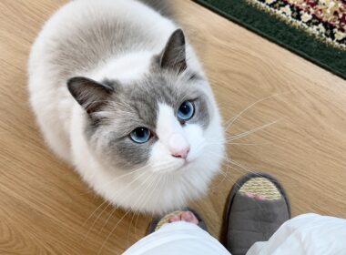 甘えん坊ラグドールに胸キュンが止まらない…❤︎可愛すぎる構ってアピールがこちらです