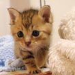 ミルクミルクと大鳴きしていた子猫の茶っくんときーちゃんがゴロゴロ喉を鳴らしながらご機嫌で眠りにつく【赤ちゃん猫　保護猫】