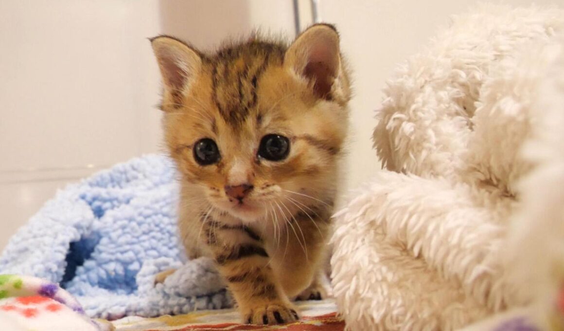 ミルクミルクと大鳴きしていた子猫の茶っくんときーちゃんがゴロゴロ喉を鳴らしながらご機嫌で眠りにつく【赤ちゃん猫　保護猫】