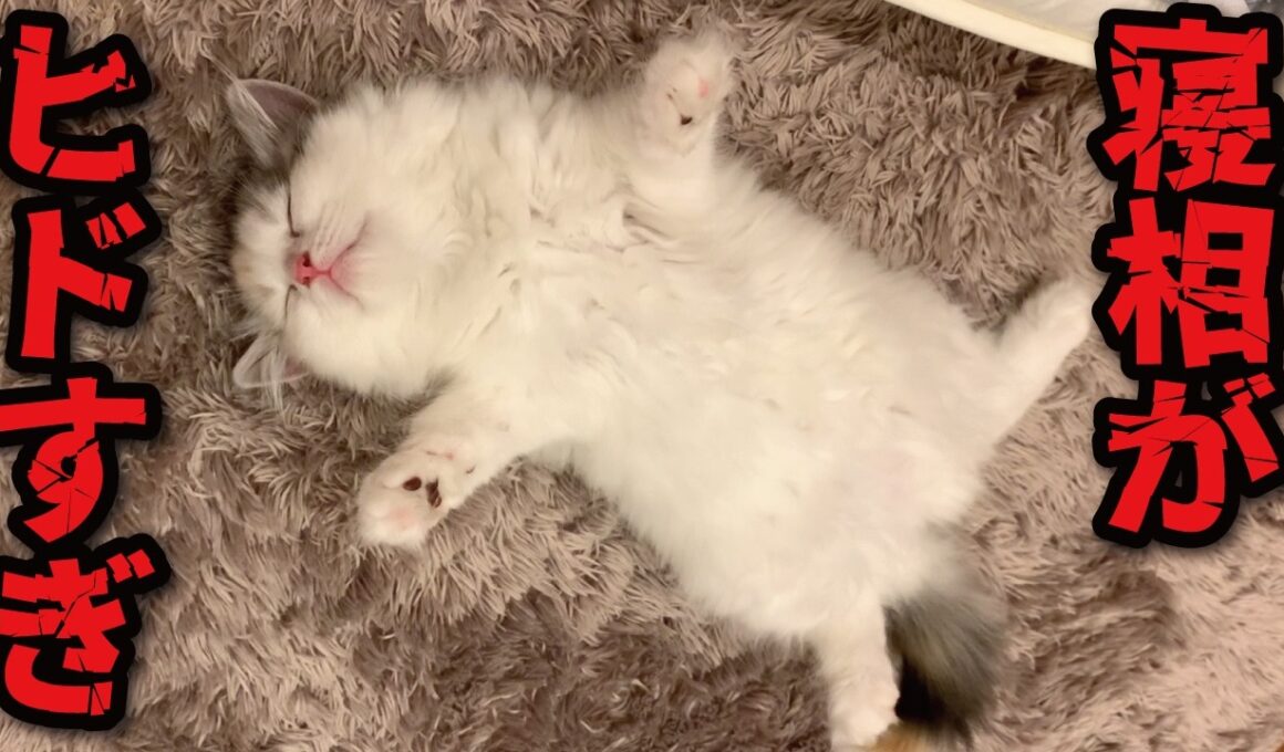 子猫の寝相ヒドすぎこんなんデレてまうやろ…