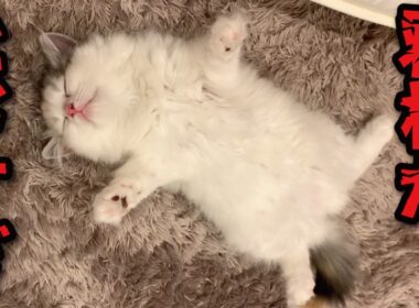 子猫の寝相ヒドすぎこんなんデレてまうやろ…