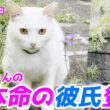 庭子猫ちゃんの本命彼氏がついに我が家に正式にご挨拶に来ました！【三毛母猫の子猫】