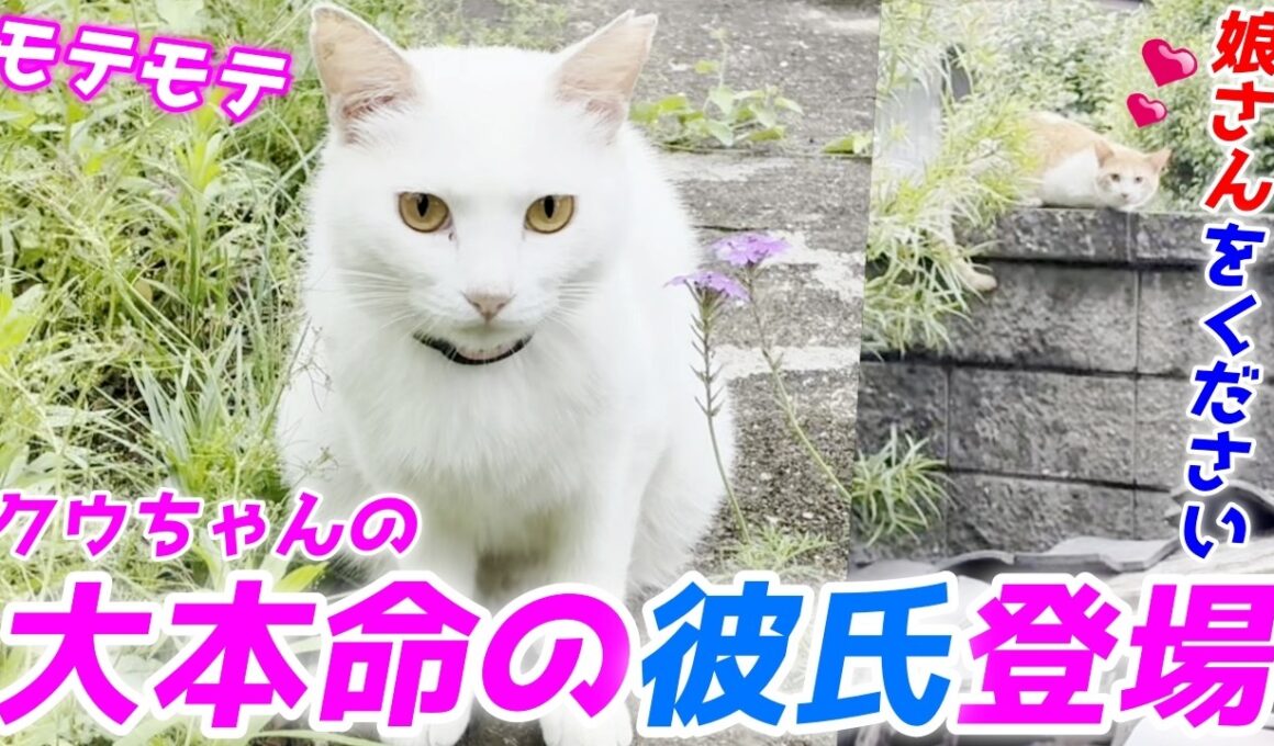 庭子猫ちゃんの本命彼氏がついに我が家に正式にご挨拶に来ました！【三毛母猫の子猫】