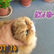 忙しいペルシャ猫のひとみ。今日も草を食べながら虫を追いかける。　Persian cat Hitomi's days　2026/07/16