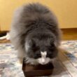 【個性♪】膨らむ最年長シャールと、元気な末っ子アルwwwノルウェージャンフォレストキャットとターキッシュアンゴラ