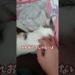 【チビびび】ナデナデ大好きな子猫 #shorts #shortvideo #cat #子猫 #猫動画