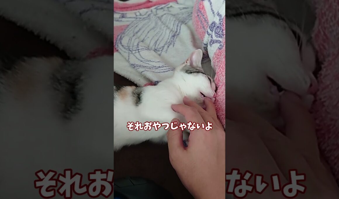 【チビびび】ナデナデ大好きな子猫 #shorts #shortvideo #cat #子猫 #猫動画