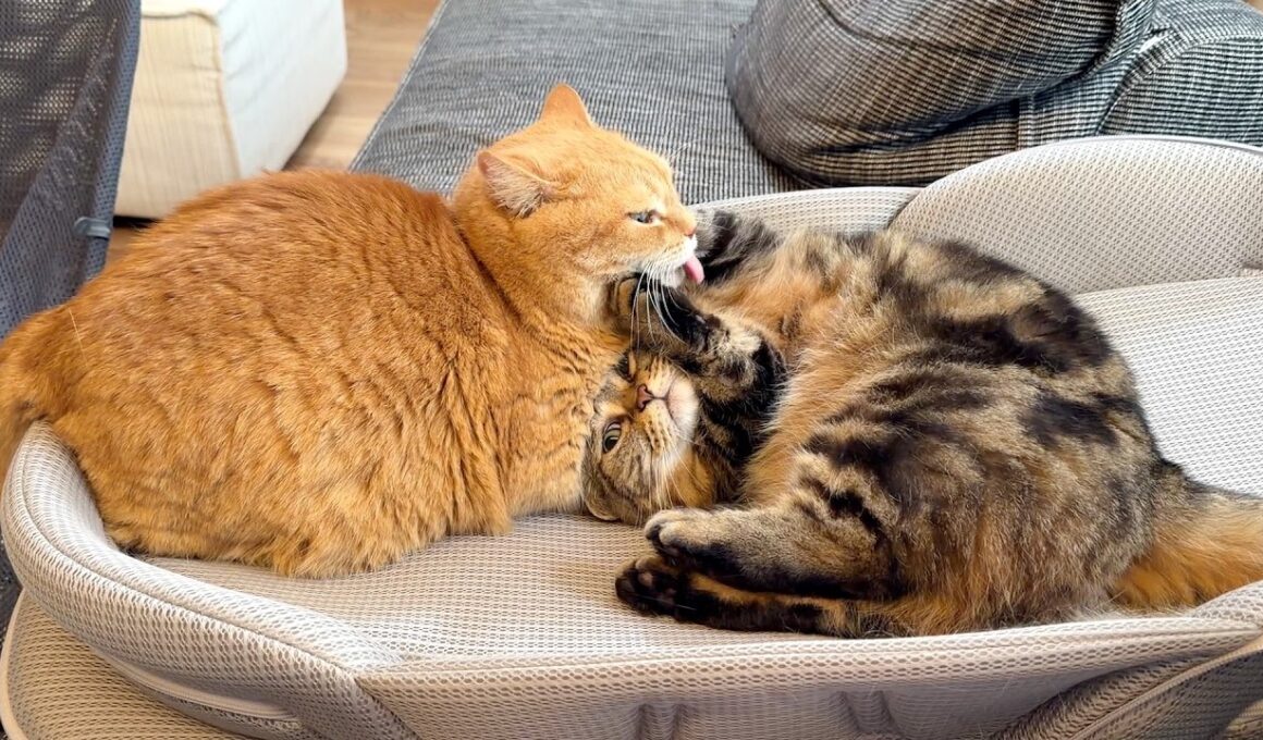 兄猫の愛が強すぎて困ってます