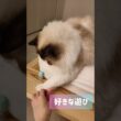 物を落とすのが好き🐾 #shorts #猫 #ラグドール #甘えん坊猫 #猫のいる暮らし #ragdoll