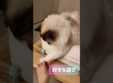 物を落とすのが好き🐾 #shorts #猫 #ラグドール #甘えん坊猫 #猫のいる暮らし #ragdoll