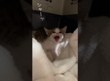 保護猫ちゃんの今後について話し合いました #子猫ちゃん #保護猫ちゃん #成長記録 #growthrecord #catlife #kitten
